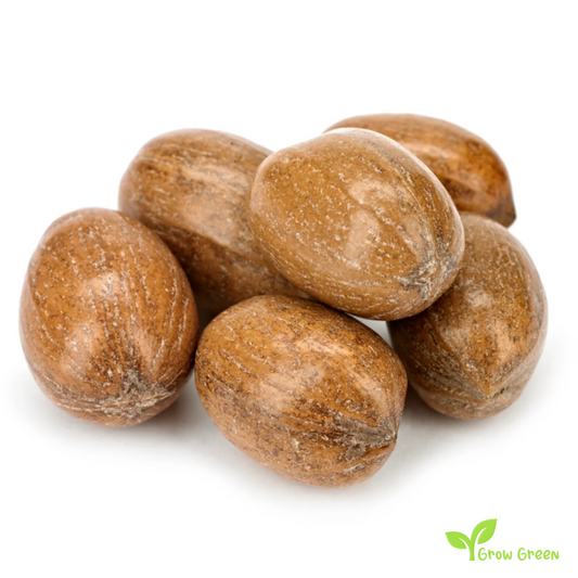 3 seeds of Pecan - CARYA ILLINOINENSIS - Nut + Gift 5 seeds Sunflower