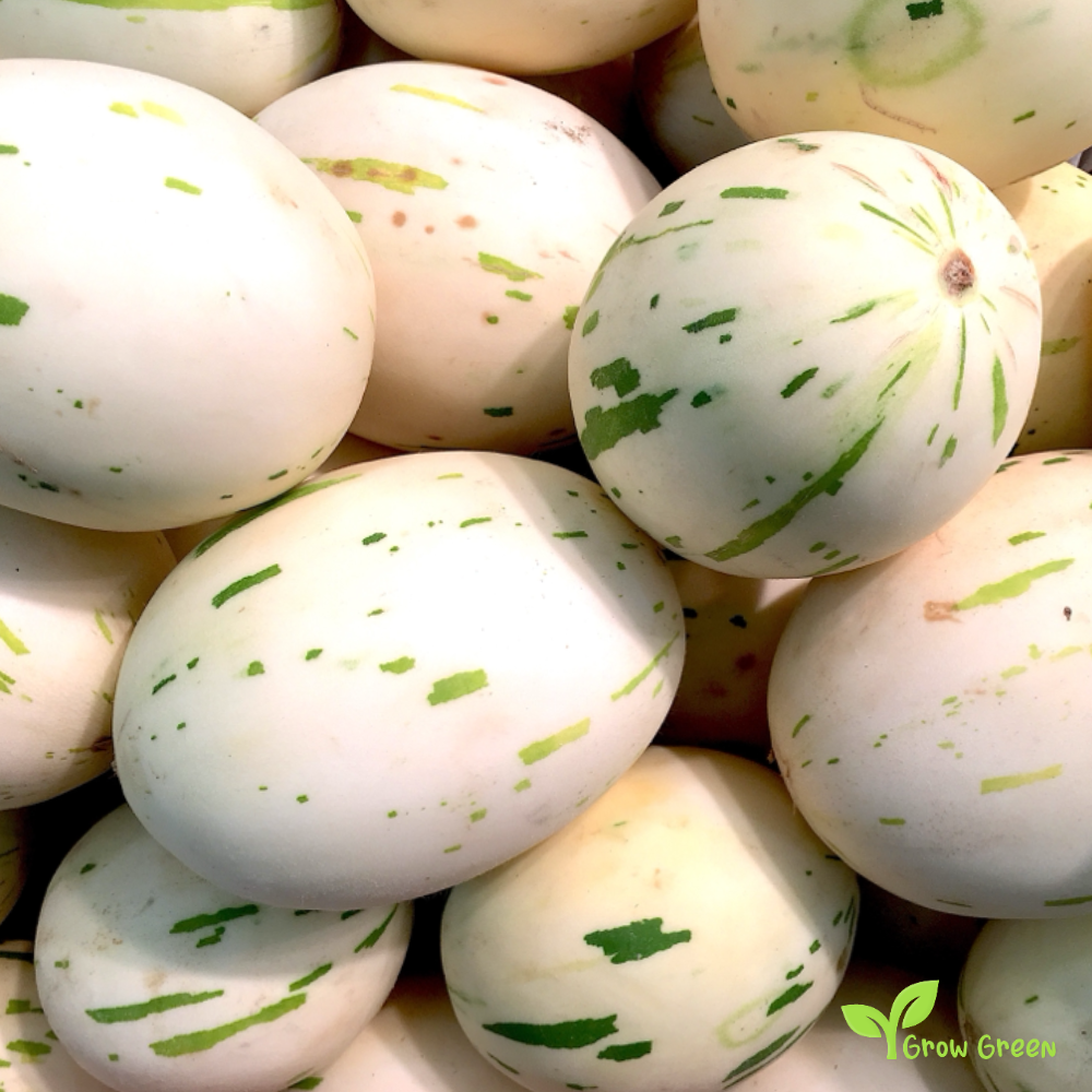 20 seeds of Snow Leopard Melon - CUCUMIS MELO + Gift 5 seeds Sunflower