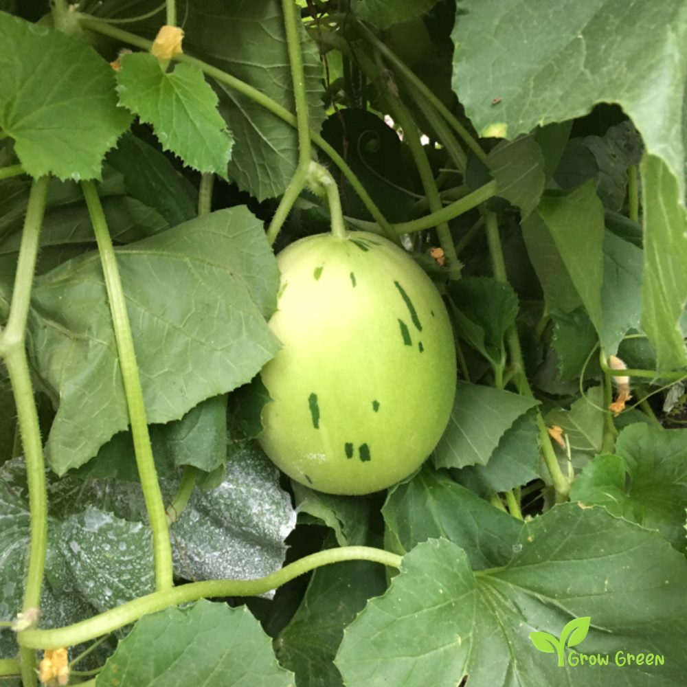 20 seeds of Snow Leopard Melon - CUCUMIS MELO + Gift 5 seeds Sunflower