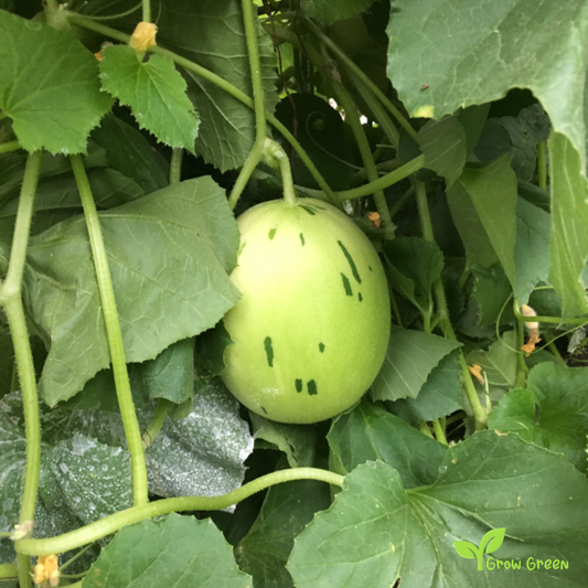 20 seeds of Snow Leopard Melon - CUCUMIS MELO + Gift 5 seeds Sunflower