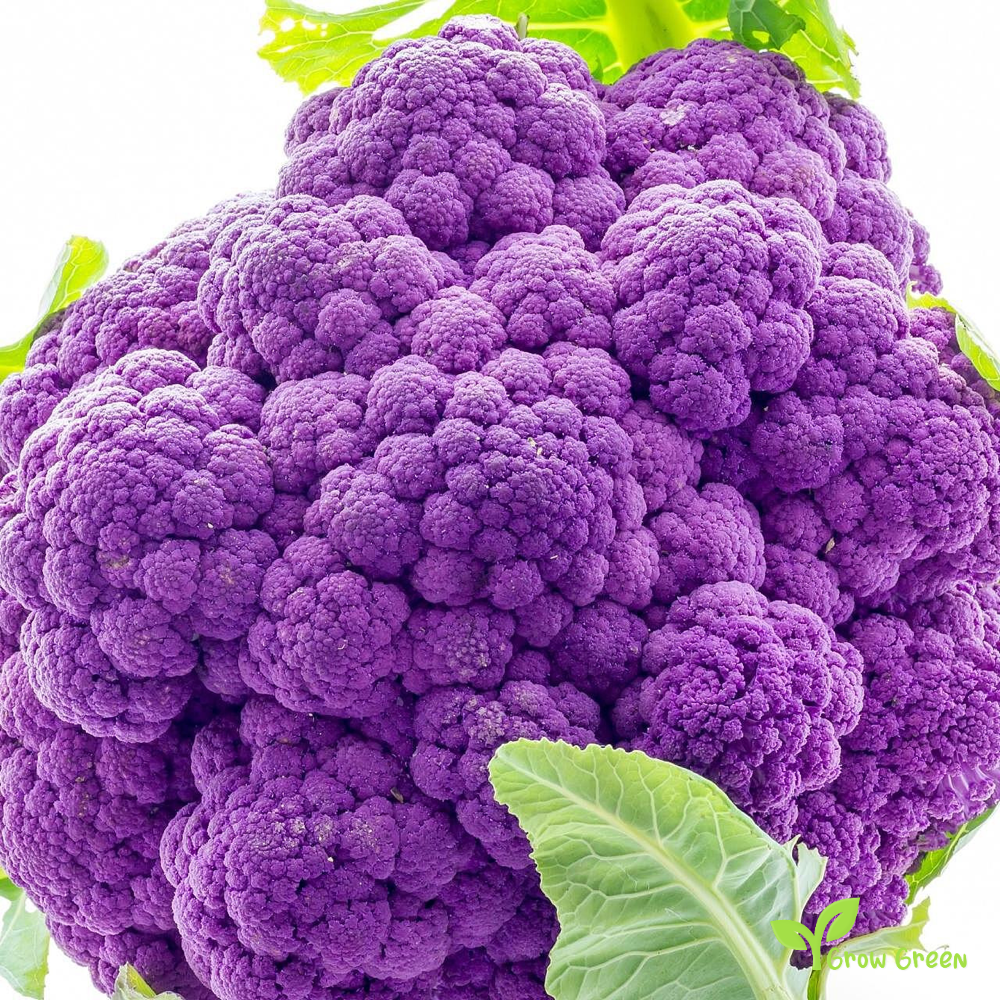 30 seeds of Purple Cauliflower - BRASSICA OLERACEA + Gift 5 seeds Sunflower