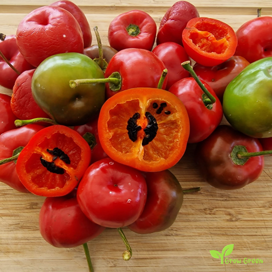 5 seeds of Rocoto Chilli Pepper CAPSICUM PUBESCENS Black Seeds + Gift 5 seeds Sunflower