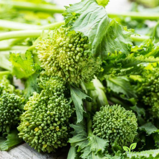 30 seeds of Friarielli - BRASSICA RAPA - Broccoli Rapini + Gift 5 seeds Sunflower