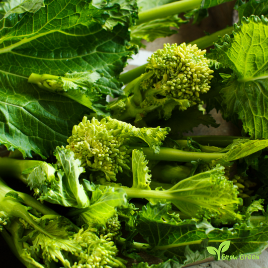 30 seeds of Friarielli - BRASSICA RAPA - Broccoli Rapini + Gift 5 seeds Sunflower