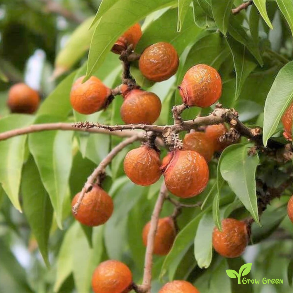 5 seeds of Soap Nut - SAPINDUS MUKOROSSI - Soapberry + Gift 5 seeds Sunflower