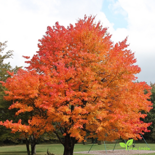 5 seeds Sugar Maple - ACER SACCHARUM + Gift 5 seeds Sunflower