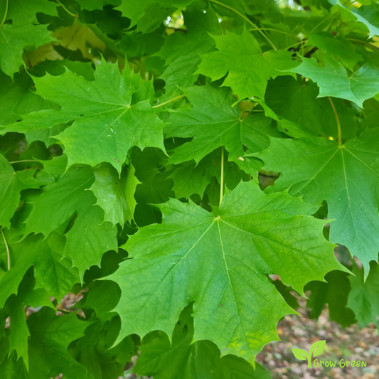 5 seeds Sugar Maple - ACER SACCHARUM + Gift 5 seeds Sunflower