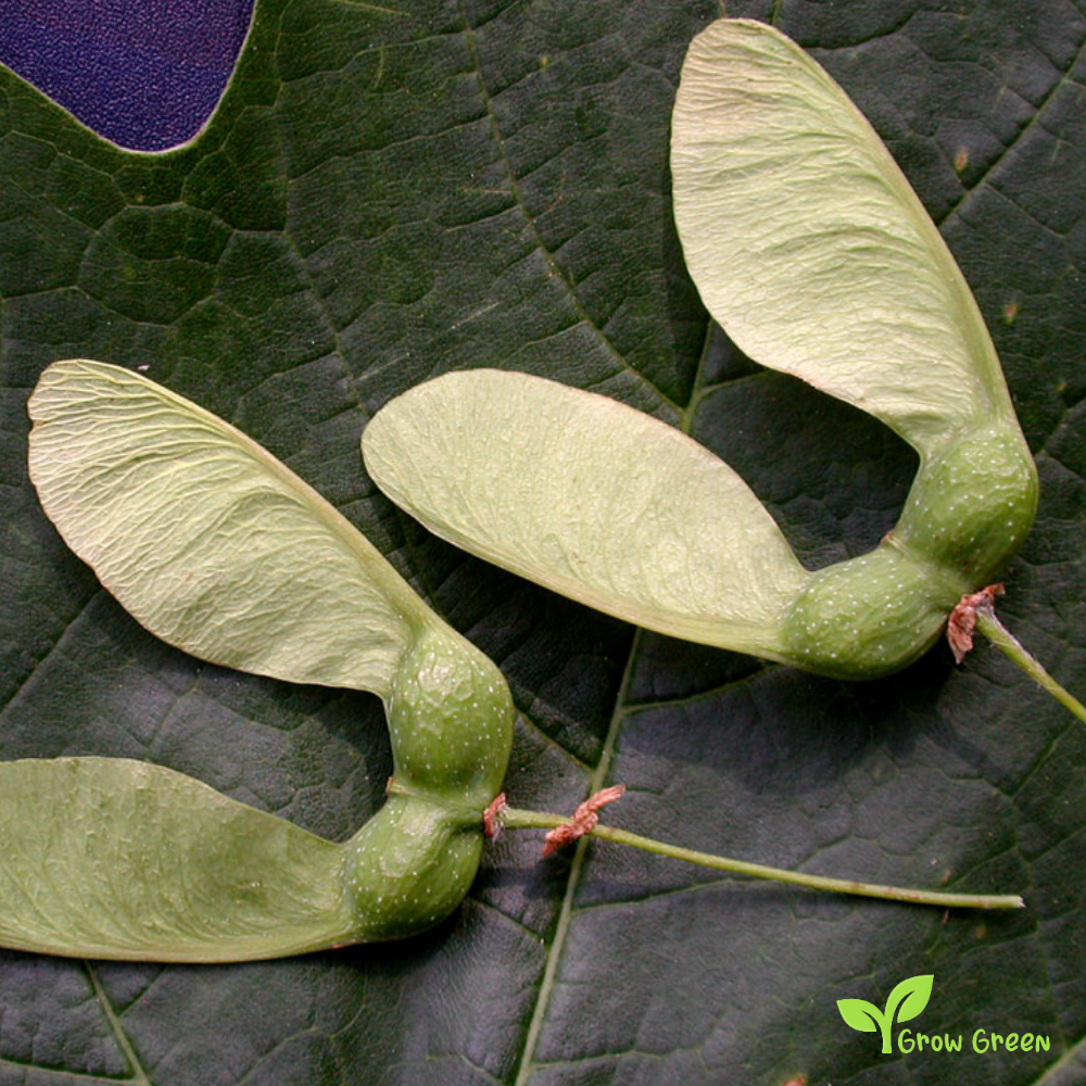 5 seeds Sugar Maple - ACER SACCHARUM + Gift 5 seeds Sunflower