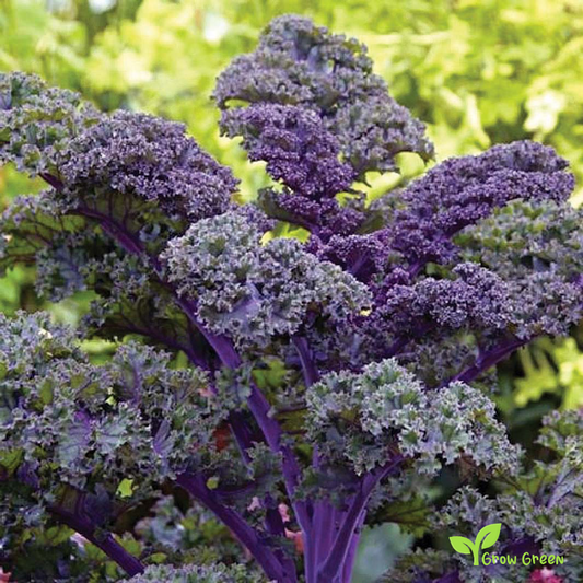 30 seeds of Scarlet Borecole - BRASSICA OLERACEA - Kale Cabbage + Gift 5 seeds Sunflower