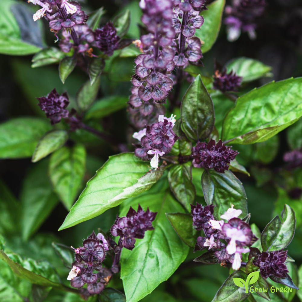 30 seeds Cinnamon Basil - OCIMUM BASILICUM + Gift 5 seeds Sunflower