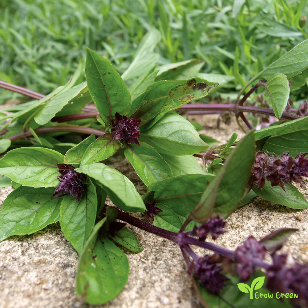 30 seeds Cinnamon Basil - OCIMUM BASILICUM + Gift 5 seeds Sunflower