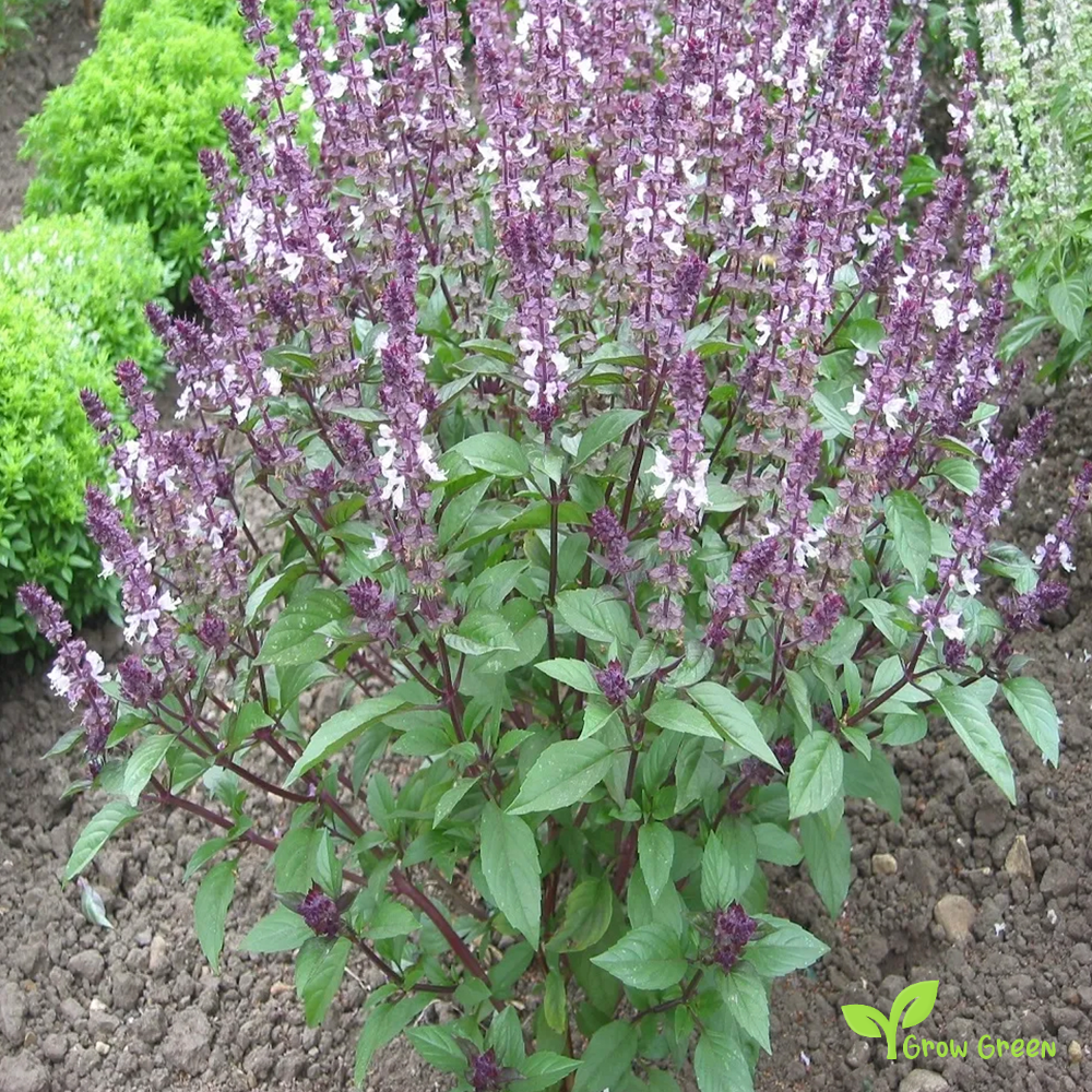 30 seeds Cinnamon Basil - OCIMUM BASILICUM + Gift 5 seeds Sunflower