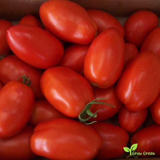 10 seeds Red Cherry Plum Tomato - SOLANUM LYCOPERSICUM + Gift 5 seeds Sunflower