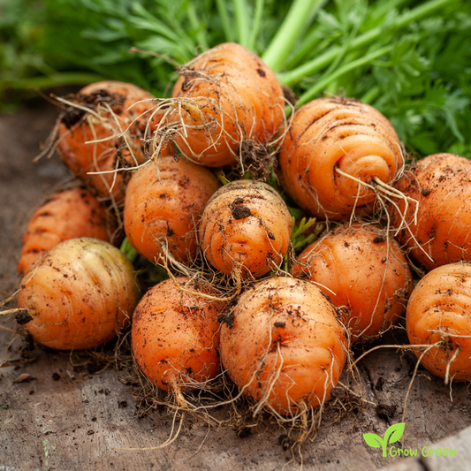 30 seeds of Carrot Paris Market - DAUCUS CAROTA + Gift 5 seeds Sunflower