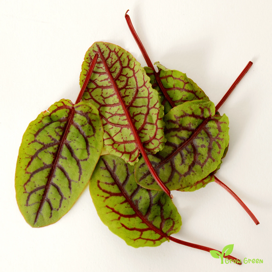 30 seeds of Red Veined Sorrel  - RUMEX ACETOSA + Gift 5 seeds Sunflower