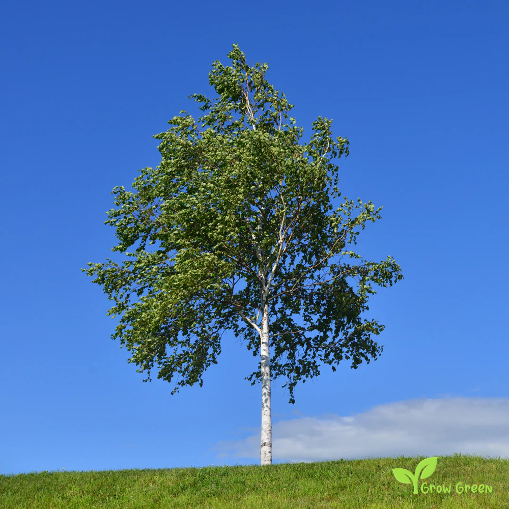 20 seeds of Silver Birch - BETULA PENDULA + Gift 5 seeds Sunflower