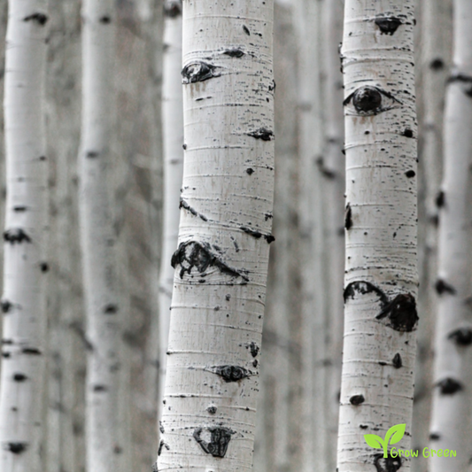 20 seeds of Silver Birch - BETULA PENDULA + Gift 5 seeds Sunflower