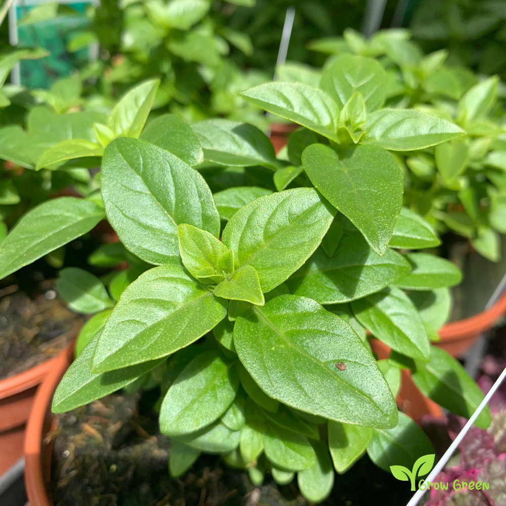 30 seeds Greek Basil - OCIMUM BASILICUM MINIMUM + Gift 5 seeds Sunflower