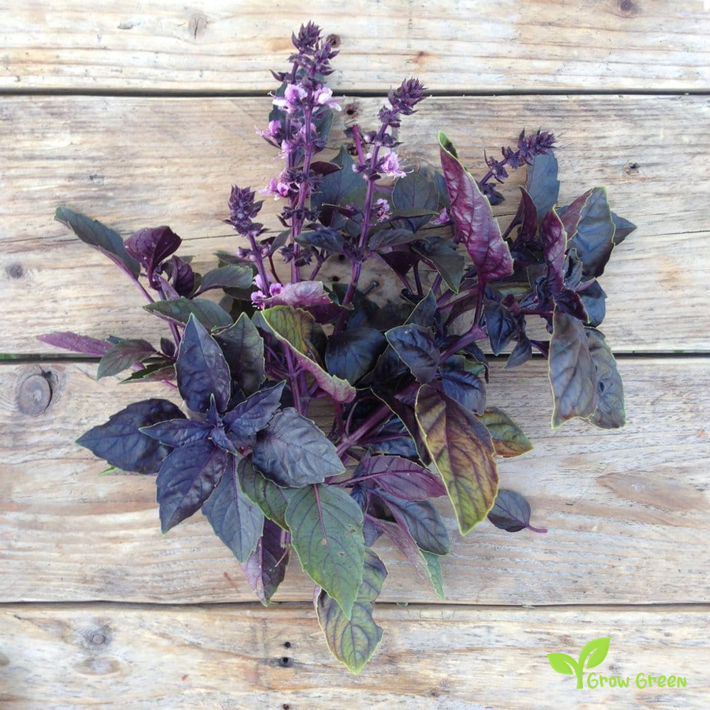 30 seeds Red Rubin Basil - OCIMUM BASILICUM PURPURASCENS + Gift 5 seeds Sunflower