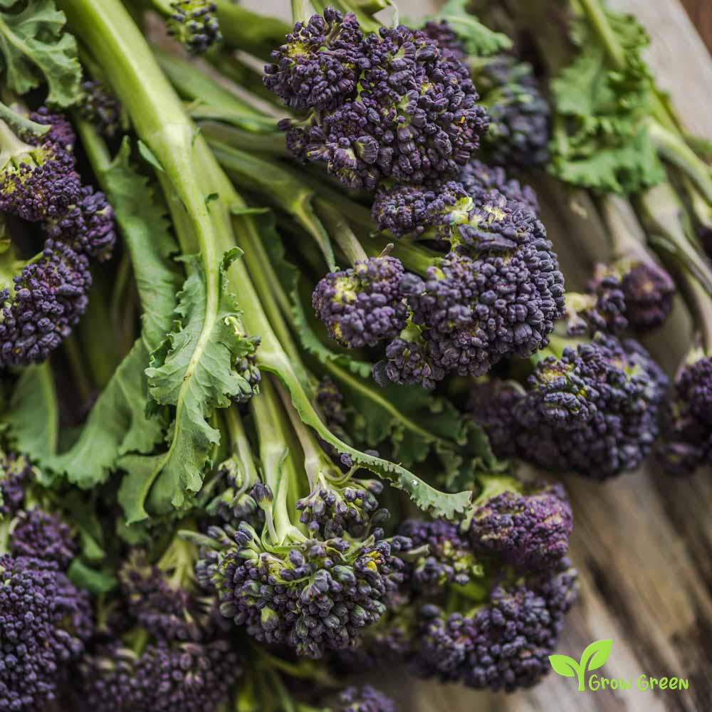 30 seeds of Purple Broccoli - BRASSICA OLERACEA var. ITALICA  + Gift 5 seeds Sunflower