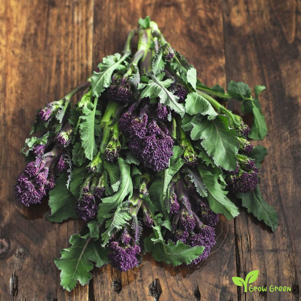 30 seeds of Purple Broccoli - BRASSICA OLERACEA var. ITALICA  + Gift 5 seeds Sunflower