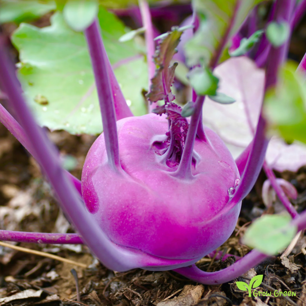 30 seeds Purple Kohlrabi - BRASSICA OLERACEA Cabbage Turnip + Gift 5 seeds Sunflower