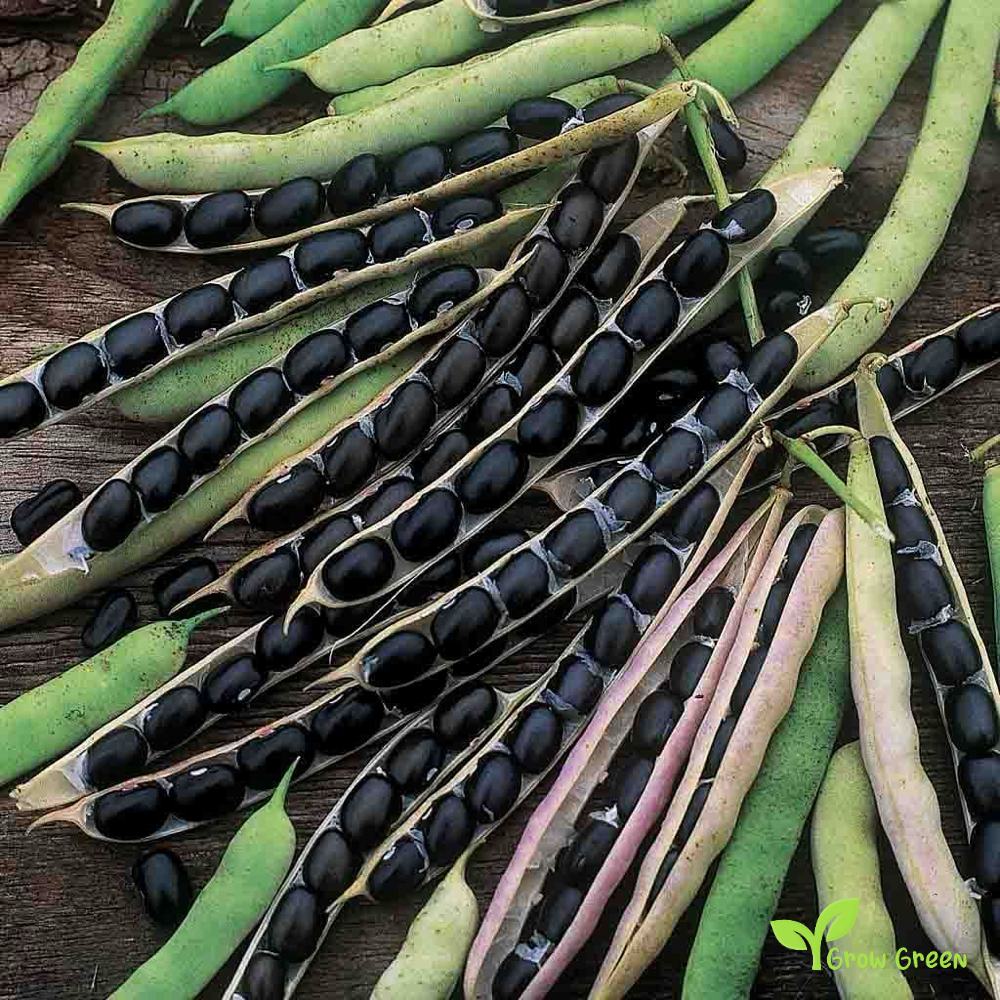 50 seeds of Black Soybean - GLYCINE MAX - Black Soya Bean + Gift 5 seeds Sunflower