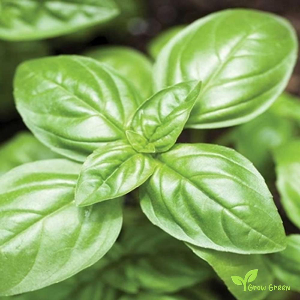 50 seeds of Basil Genovese - OCIMUM BASILICUM + Gift 5 seeds Sunflower