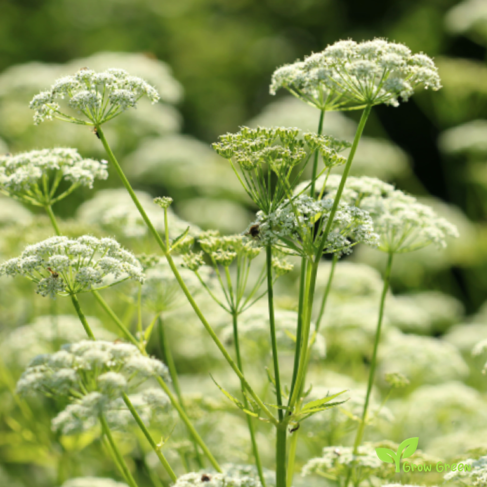 50 seeds of Bishop's Weed - AMMI MAJUS - Bullwort + Gift 5 seeds Sunflower