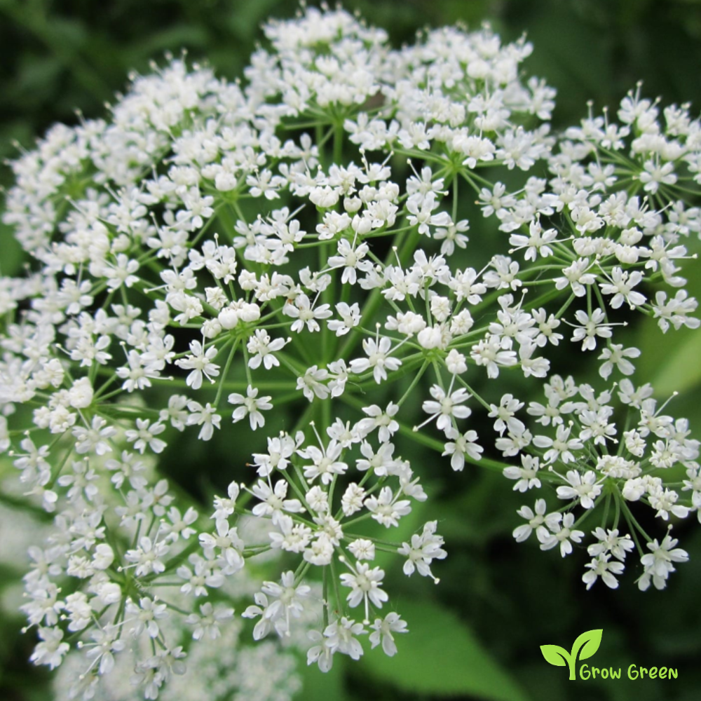 50 seeds of Bishop's Weed - AMMI MAJUS - Bullwort + Gift 5 seeds Sunflower