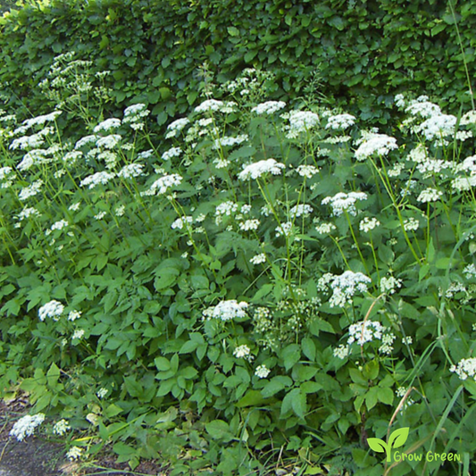 50 seeds of Bishop's Weed - AMMI MAJUS - Bullwort + Gift 5 seeds Sunflower