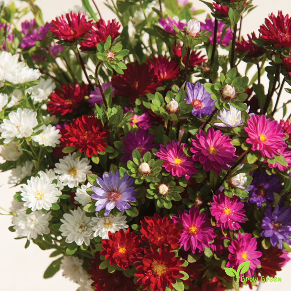 20 seeds of Mix Callistephus - CALLISTEPHUS CHINENSIS  + Gift 5 seeds Sunflower