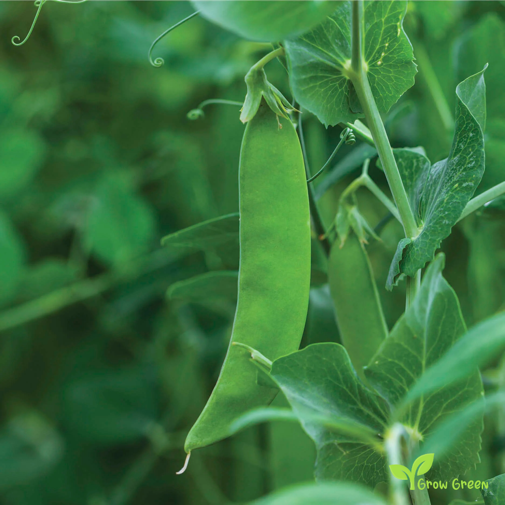 20 seeds Snow Pea - PISUM SATIVUM var. SACCHARATUM + Gift 5 seeds Sunflower
