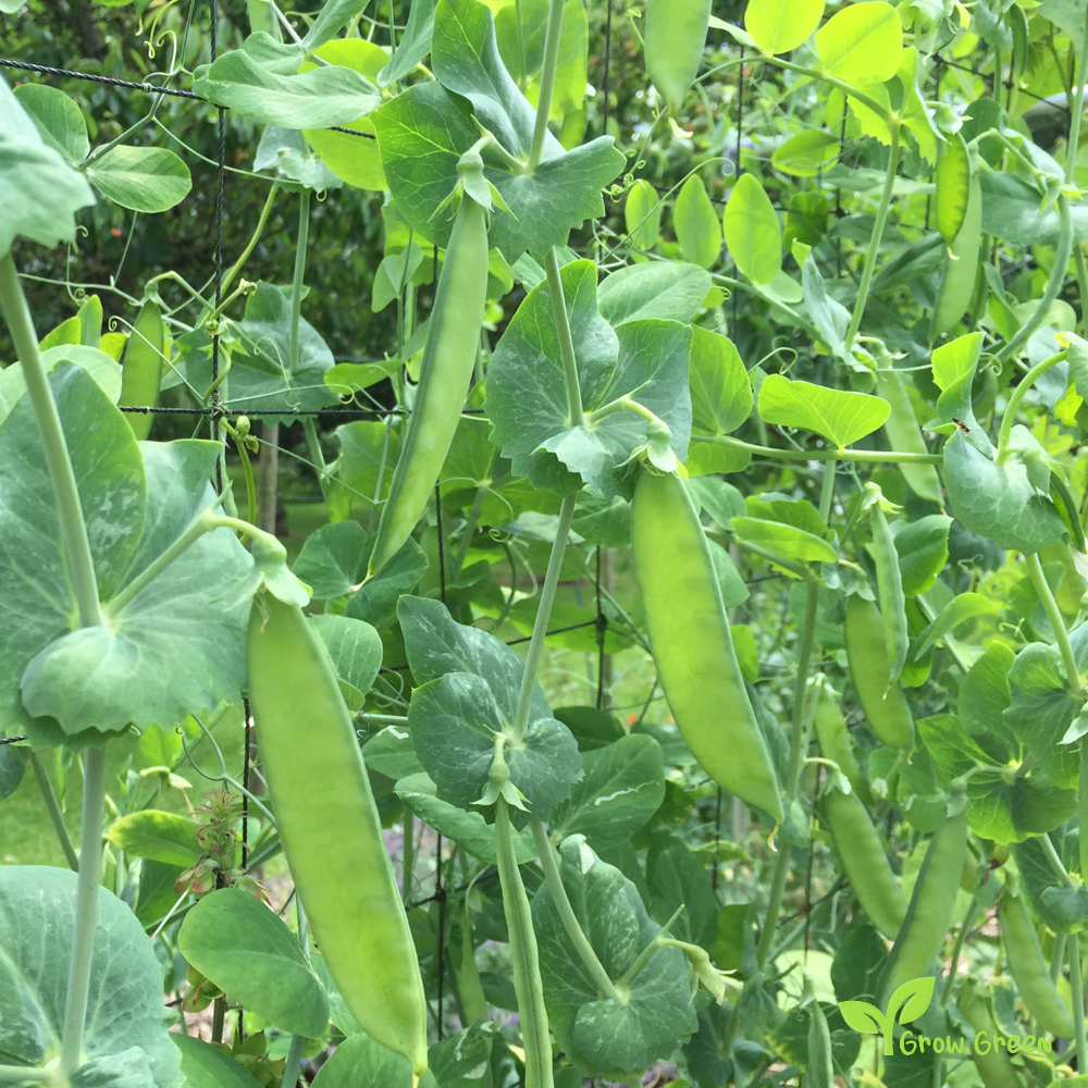 20 seeds Snow Pea - PISUM SATIVUM var. SACCHARATUM + Gift 5 seeds Sunflower
