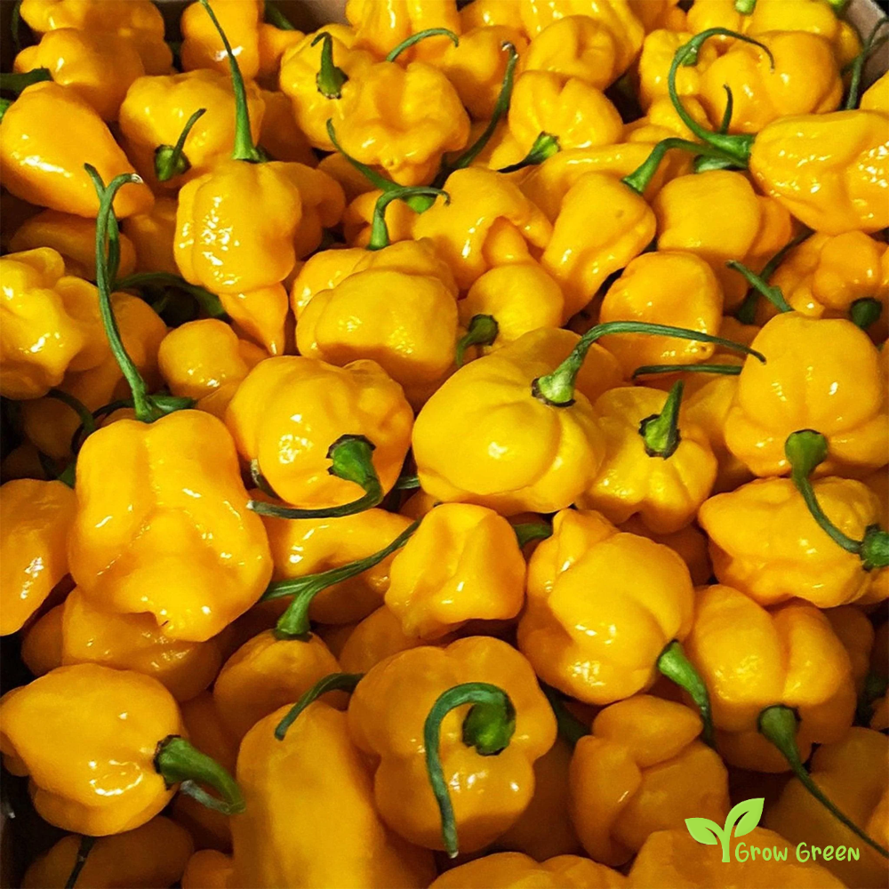 5 seeds Yellow Trinidad Moruga Scorpion - CAPSICUM CHINENSE - Chilli  + Gift 5 seeds Sunflower