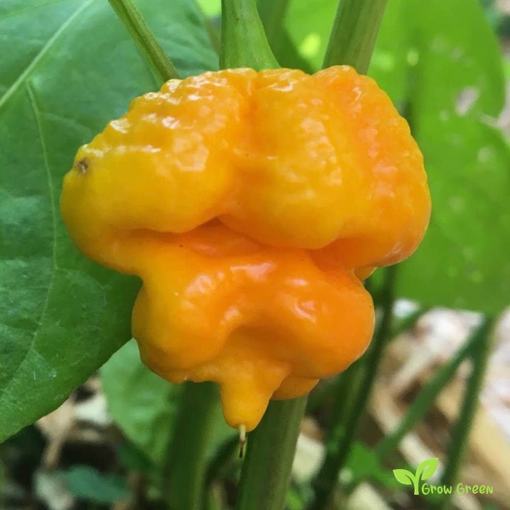 5 seeds Yellow Trinidad Moruga Scorpion - CAPSICUM CHINENSE - Chilli  + Gift 5 seeds Sunflower