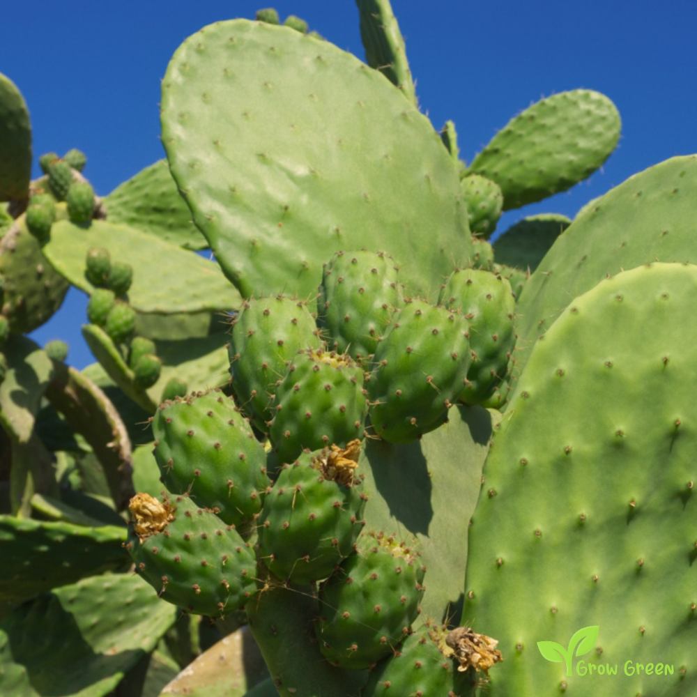 20 seeds of Prickly Pear - OPUNTIA FICUS INDICA - Indian Fig + Gift 5 seeds Sunflower