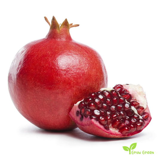 30 seeds of Pomegranate - PUNICA GRANATUM + Gift 5 seeds Sunflower