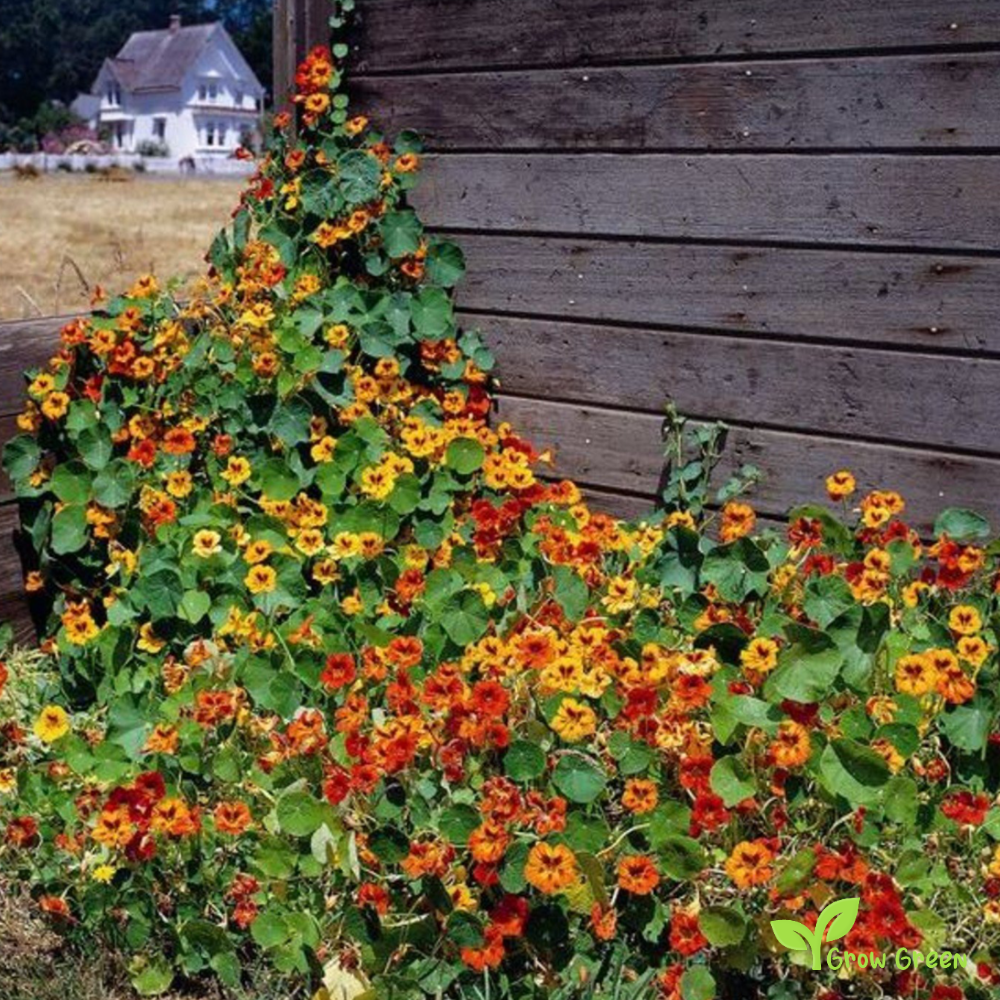 5 seeds of Nasturtium Mix - TROPAEOLUM MAJUS - Indian Cress + Gift 5 seeds Sunflower