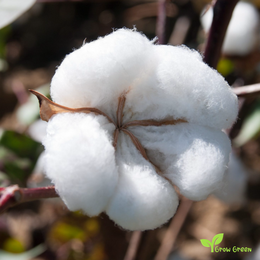 5 seeds of Cotton - GOSSYPIUM + Gift 5 seeds Sunflower