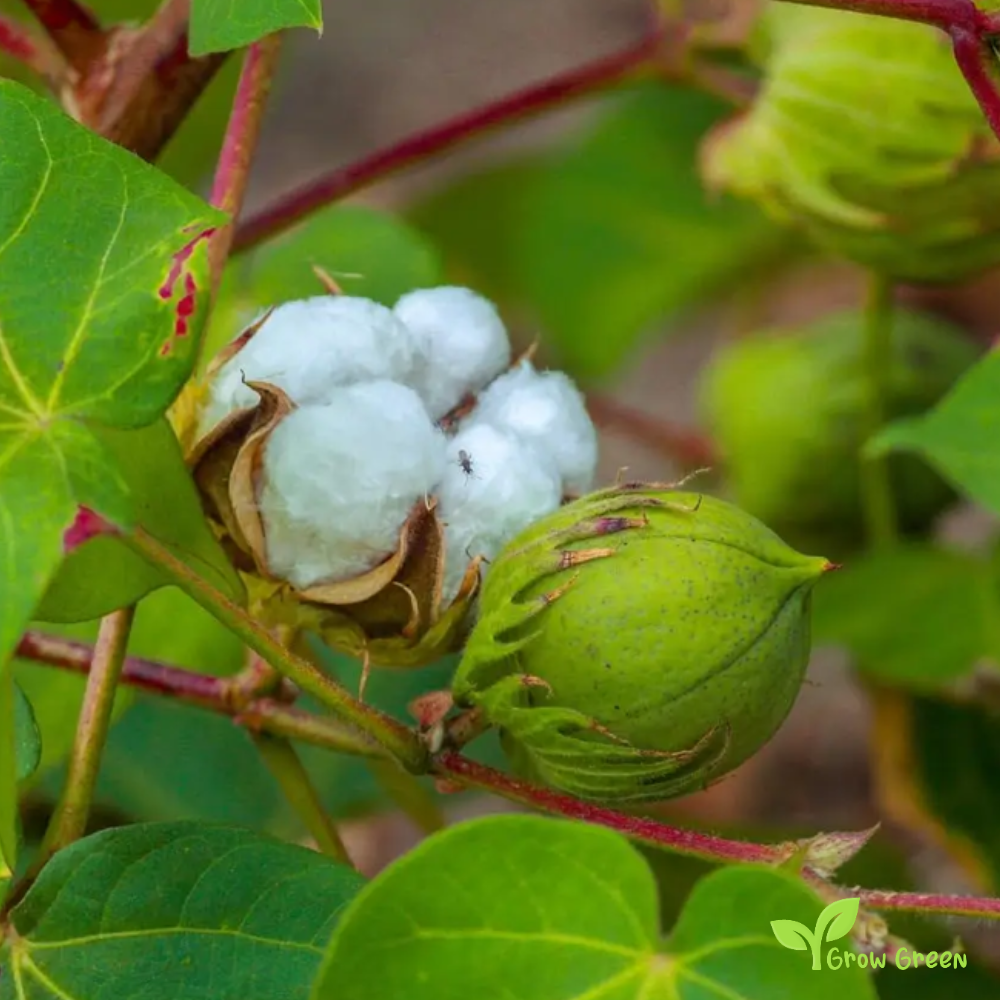 5 seeds of Cotton - GOSSYPIUM + Gift 5 seeds Sunflower