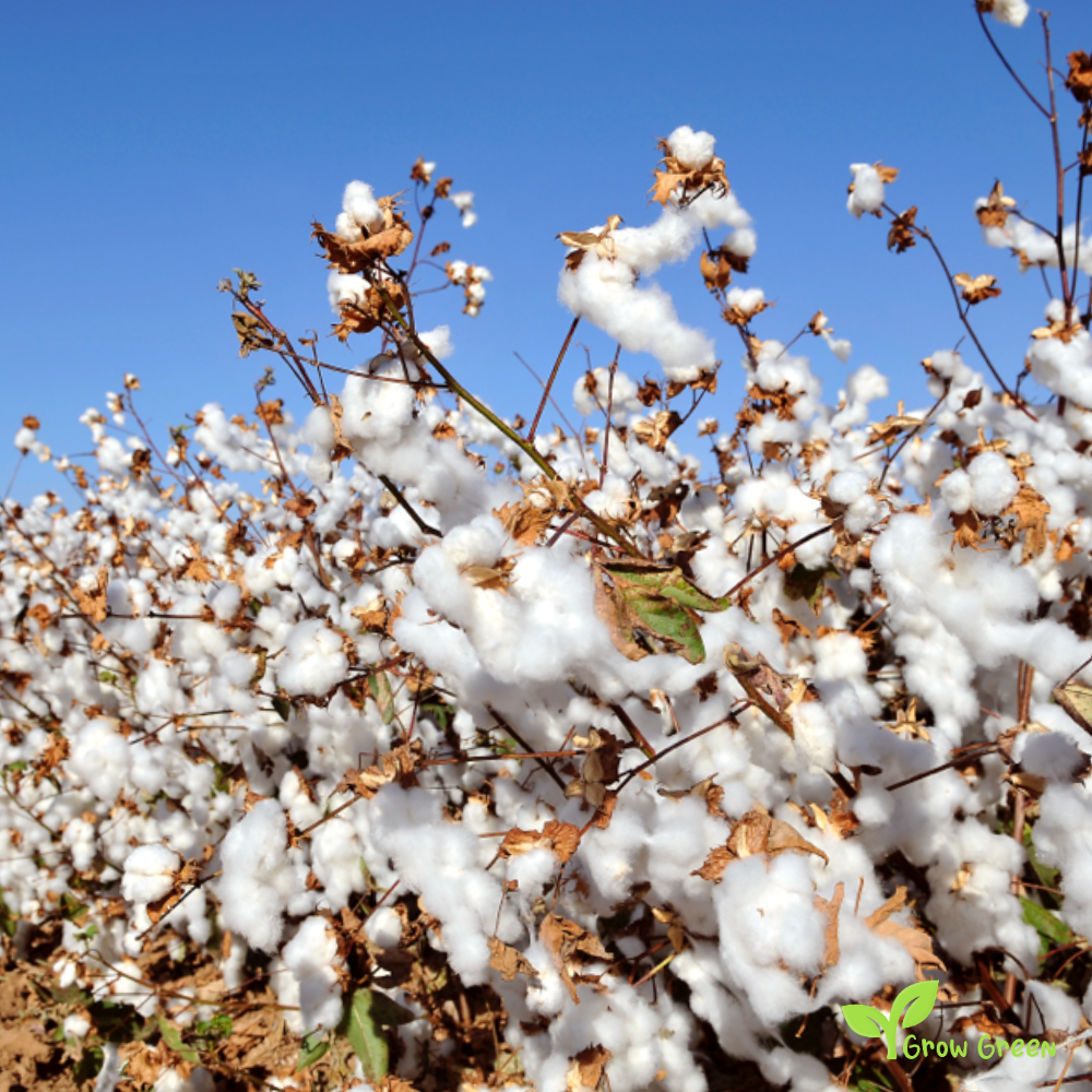 5 seeds of Cotton - GOSSYPIUM + Gift 5 seeds Sunflower
