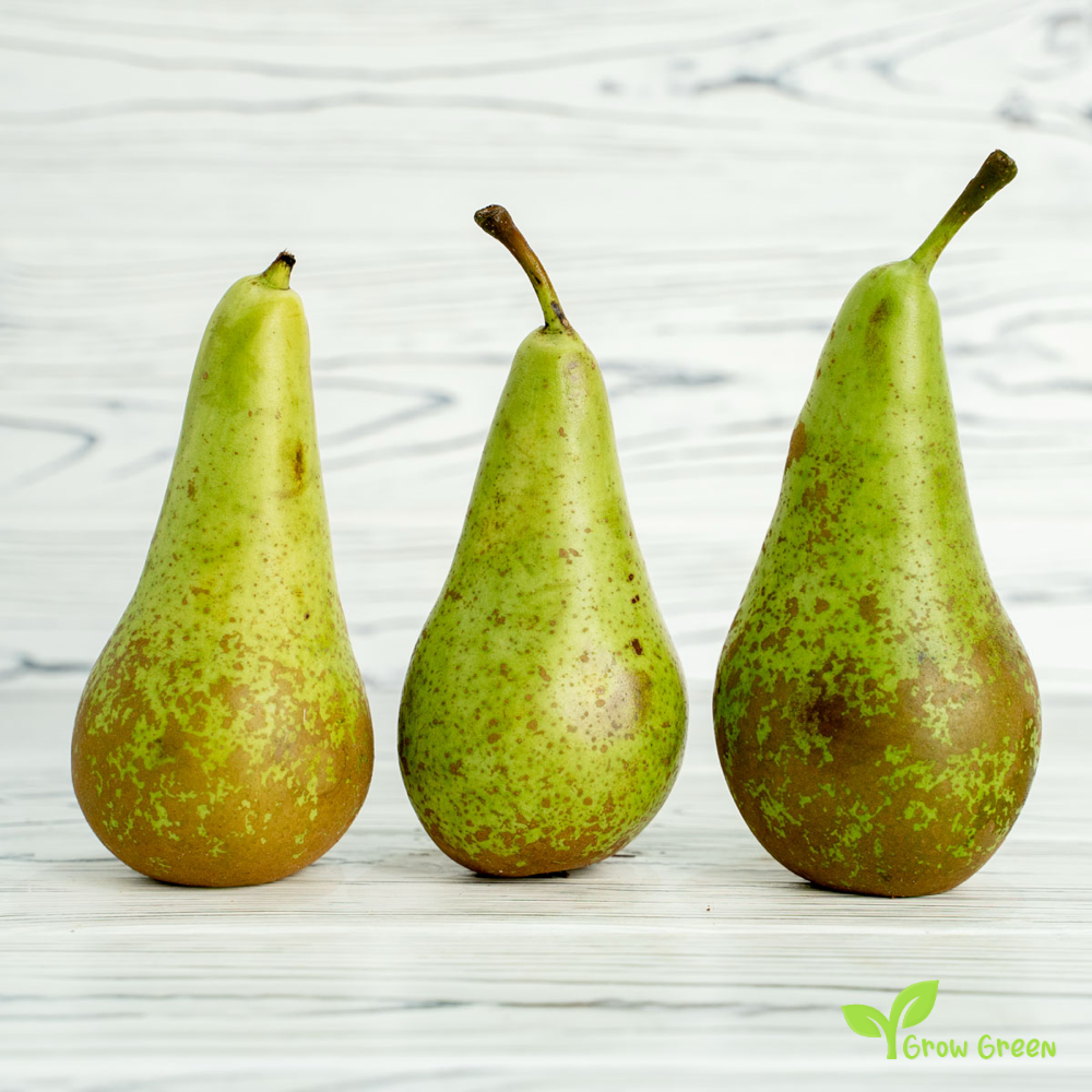 5 seeds Conference Pear - PYRUS COMMUNIS + Gift 5 seeds Sunflower