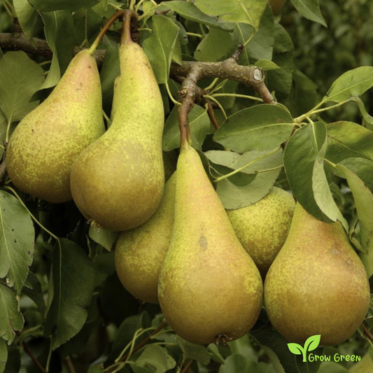 5 seeds Conference Pear - PYRUS COMMUNIS + Gift 5 seeds Sunflower