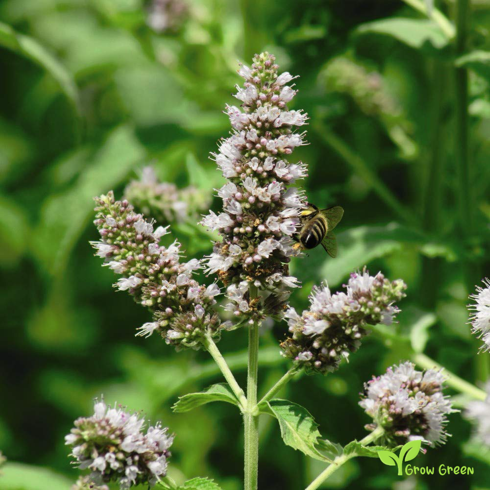 30 seeds Catnip - NEPETA CATARIA - Catmint + Gift 5 seeds Sunflower