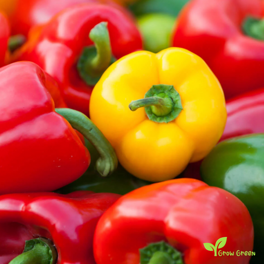 30 seeds Red Bell Pepper - CAPSICUM ANNUUM - Sweet Pepper + Gift 5 seeds Sunflower