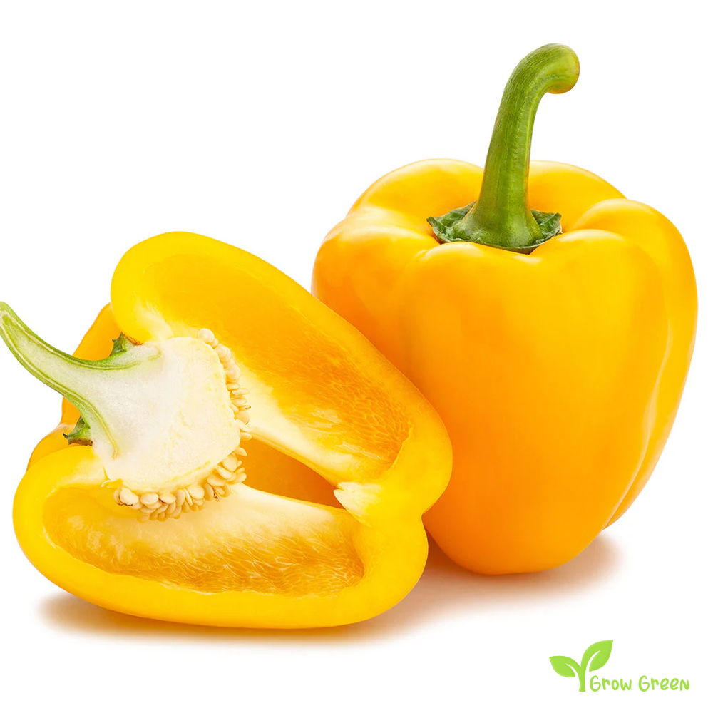 30 seeds Yellow Bell Pepper - CAPSICUM ANNUUM - Sweet Pepper + Gift 5 seeds Sunflower