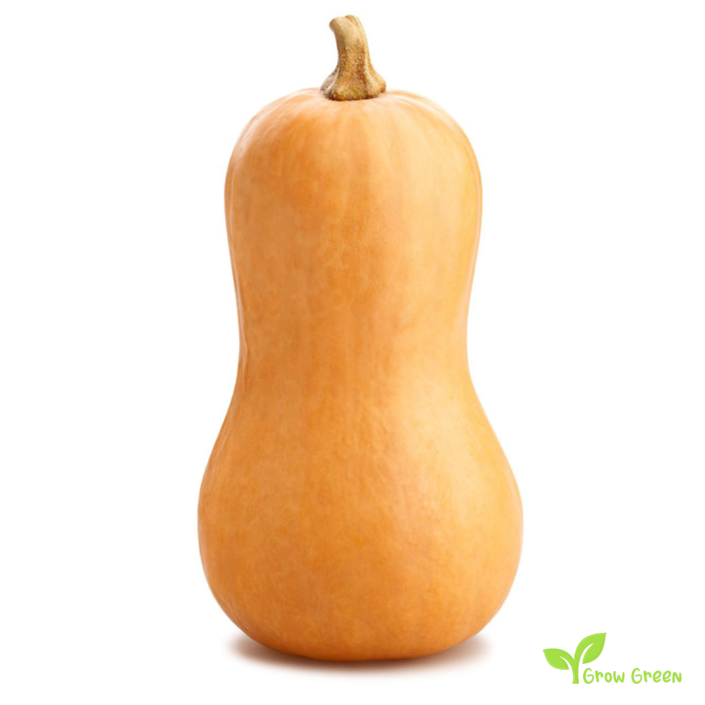 30 seeds of Butternut Squash Pumpkin - CUCURBITA MOSCHATA + Gift 5 seeds Sunflower