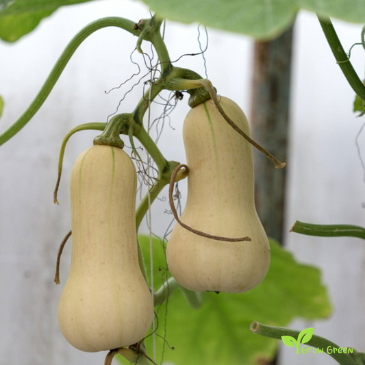 30 seeds of Butternut Squash Pumpkin - CUCURBITA MOSCHATA + Gift 5 seeds Sunflower