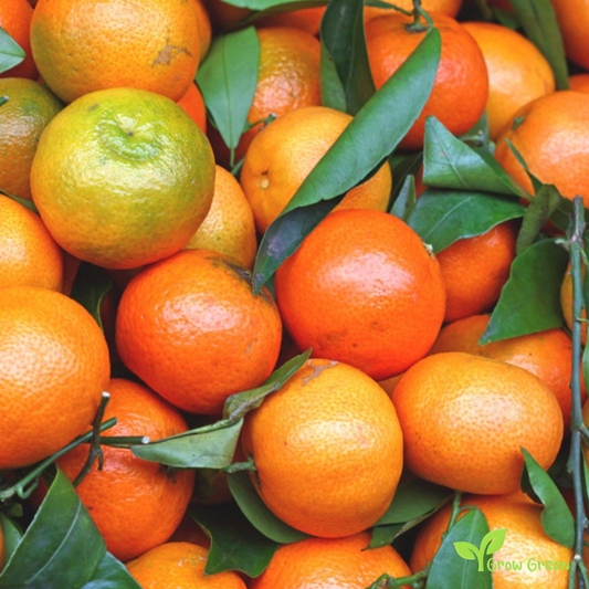 5 seeds of Mandarin - CITRUS RETICULATA + Gift 5 seeds Sunflower